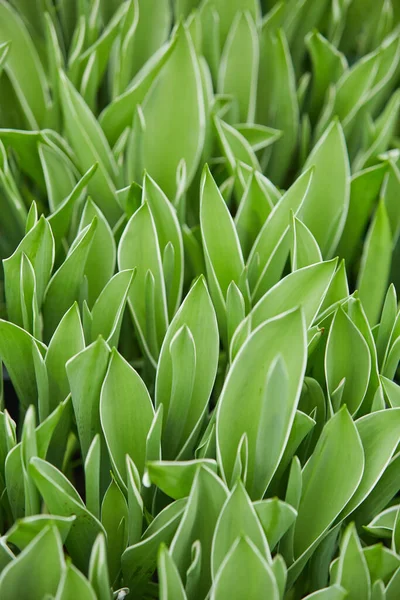 Hintergrund Nahaufnahme Von Frischen Grünen Blättern Auf Der Blumenplantage Gewächshaus — Stockfoto