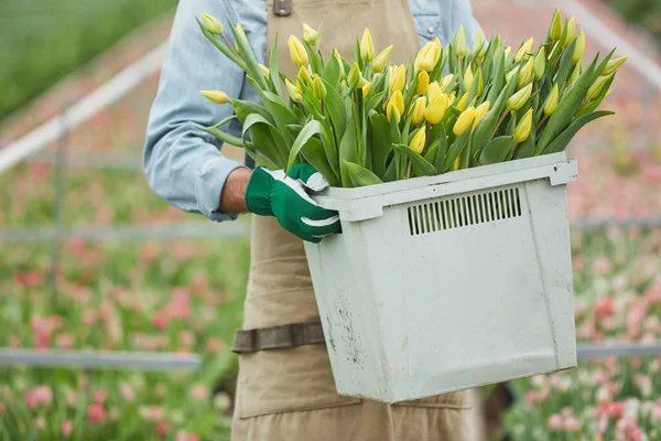 Potret Pekerja Yang Tidak Dikenal Membawa Sekotak Tulip Segar Perkebunan — Stok Foto