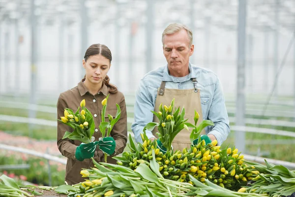 Cintura Hacia Arriba Retrato Dos Trabajadores Clasificando Tulipanes Amarillos Frescos — Foto de Stock