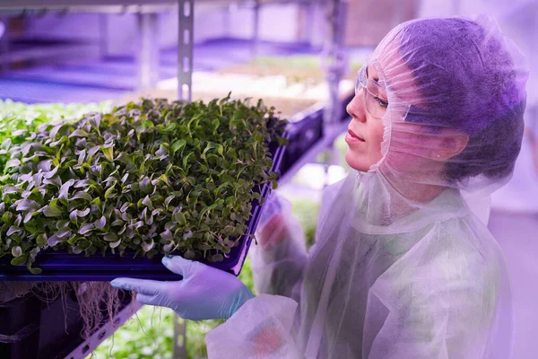 Retrato Trabajadora Sosteniendo Bandeja Con Brotes Verdes Invernadero Vivero Iluminado — Foto de Stock