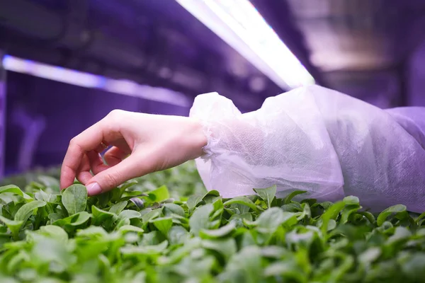 Primer Plano Mano Femenina Tocando Suavemente Las Plantas Verdes Jóvenes — Foto de Stock