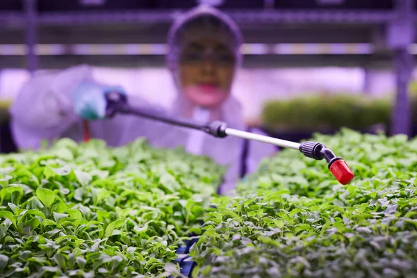 Primer Plano Del Ingeniero Agrícola Rociando Fertilizante Sobre Brotes Verdes — Foto de Stock