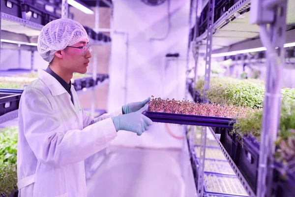 Retrato Vista Lateral Joven Trabajador Agrícola Que Arregla Bandejas Invernadero — Foto de Stock