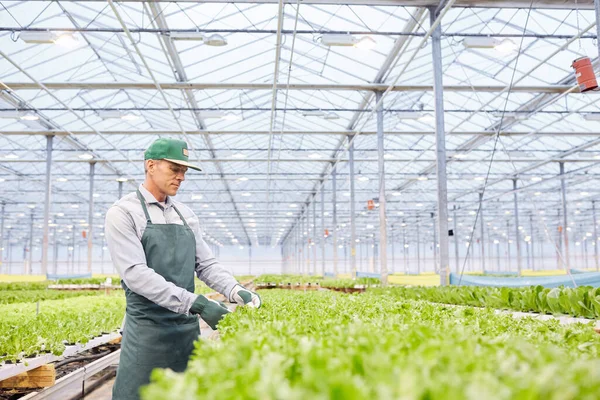 Retrato Vista Lateral Del Trabajador Maduro Examinando Verduras Plantación Industrial — Foto de Stock