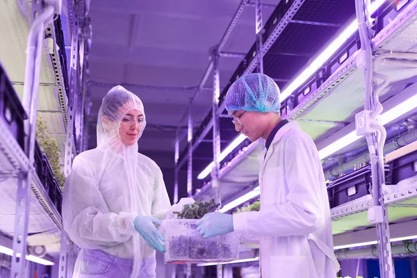 Retrato Bajo Ángulo Dos Ingenieros Agrícolas Cuidando Plantas Invernadero Vivero — Foto de Stock