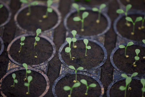 Background Image Tiny Saplings Pots Garden Nursery Plantation Copy Space — Stock Photo, Image