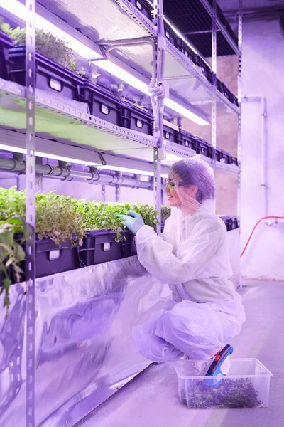 Retrato Cuerpo Entero Una Ingeniera Agrícola Examinando Plantas Invernadero Vivero — Foto de Stock