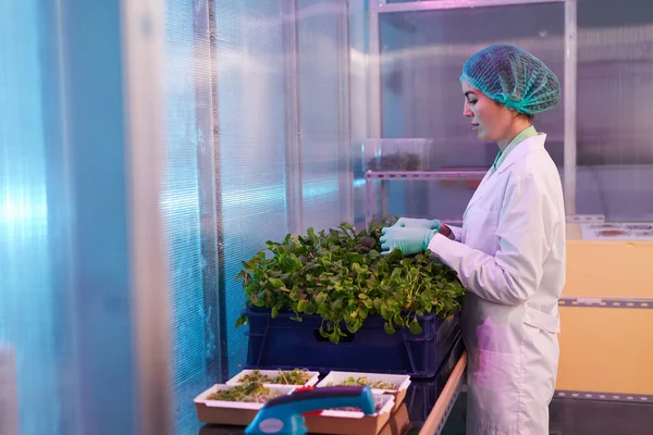 Retrato Vista Lateral Caja Clasificación Mujeres Trabajadoras Plantas Verdes Laboratorio — Foto de Stock