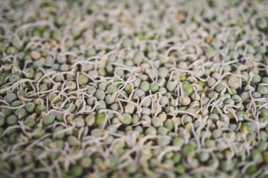 Vejetaryen gıda endüstrisindeki yeşil filizlerin arkaplan görüntüsü, kopyalama alanı