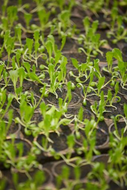 Bahçedeki saksılardaki ya da fidanlıktaki küçük bitkilerin arkaplan resmi, boşluğu kopyala