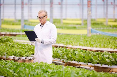 Wide angle portrait of handsome mature scientist holding clipboard while working on research at plantation in industrial greenhouse, copy space clipart