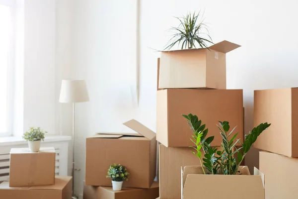 Minimal Background Cardboard Boxes Stacked Empty White Room Plants Personal — Stock Photo, Image