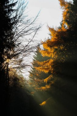 Sonbahar, Sarı yapraklar ağaçların arasında güneş ışınları Parlatıcı