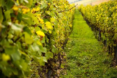 Romatic sarı üzüm bağları Rheinhessen sonbaharda sırasında