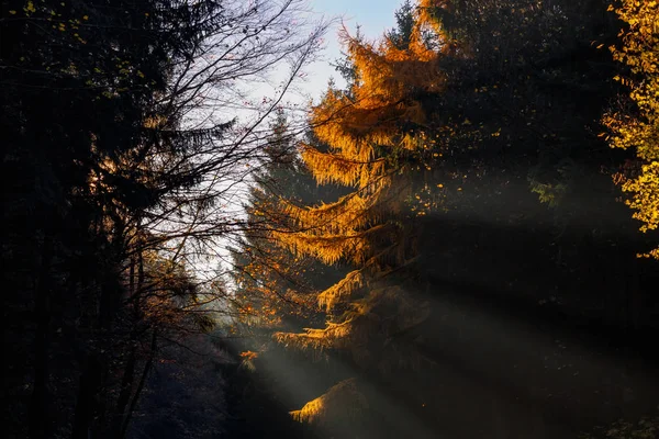 Los rayos de sol brillan a través del follaje amarillo otoñal de los árboles — Foto de Stock