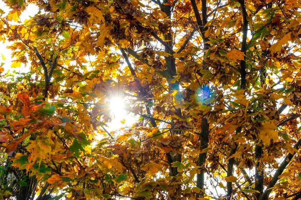 Los rayos de sol brillan a través del follaje amarillo otoñal de los árboles — Foto de Stock