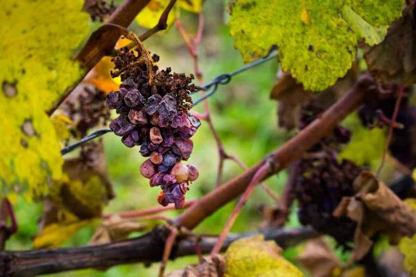 Detail of icewine grapes in a vineyard during autumn — Stock Photo, Image