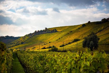 Romatic sarı üzüm bağları Rheinhessen sonbaharda sırasında