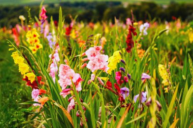 Gladiolus on the wide flower field in golden sunshine clipart