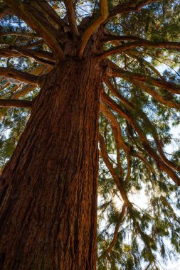 Şube ve dev Sekoya ağacının gövde güneş ışınları sel