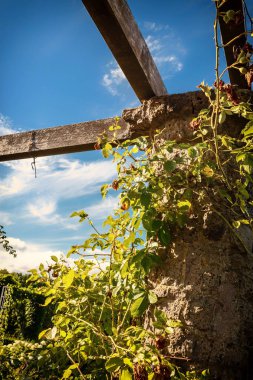 Eski bir taş duvar sarmaşık gülleri