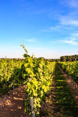 Güneş ışığı altında üzüm bağları