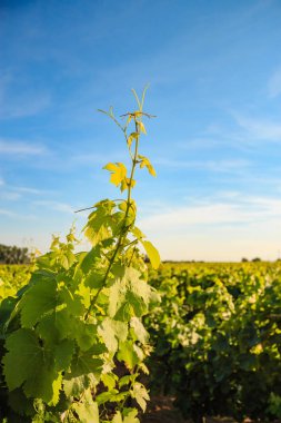 Güneş ışığı altında üzüm bağları