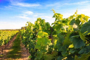 Güneş ışığı altında üzüm bağları