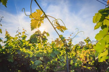 Güneş ışığı altında üzüm bağları