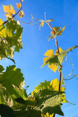 Güneş ışığında Close-Up Asma yaprakları