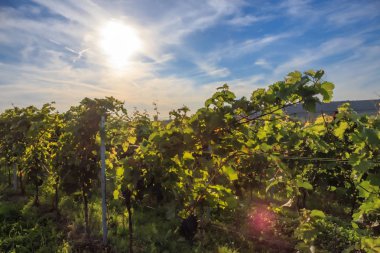 Güneş ışığı altında üzüm bağları