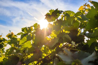 Güneş ışığı altında üzüm bağları