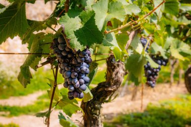Grapevine güneş ışığı altında