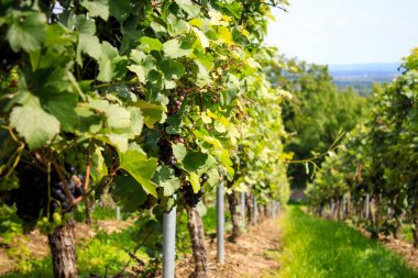 Grapevine güneş ışığı altında