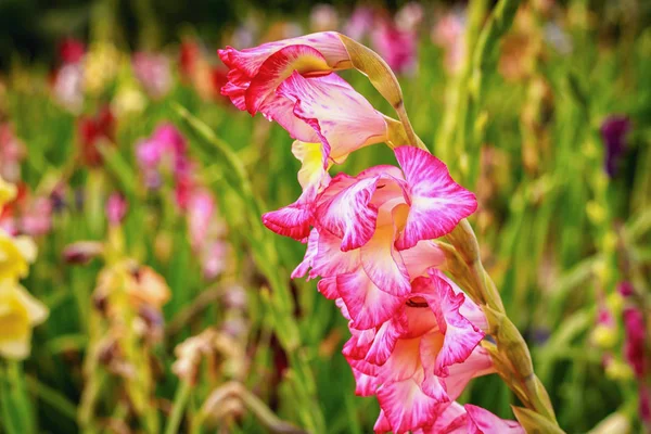 Gladiolus no campo de flores largo na luz do sol dourada — Fotografia de Stock