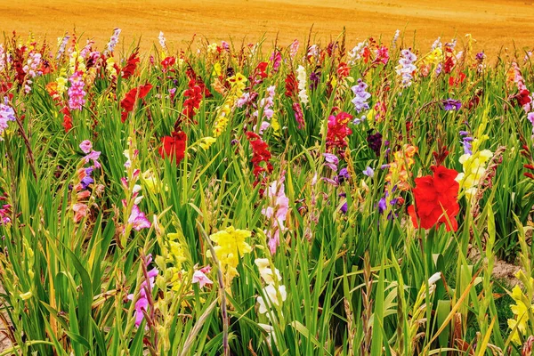 Gladiolus on the wide flower field in golden sunshine — Stock Photo, Image