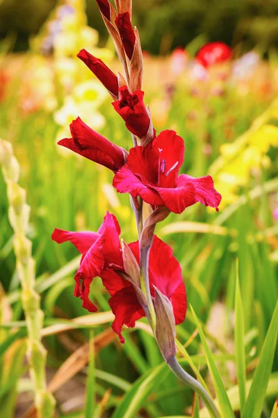 Gladiolus no campo de flores largo na luz do sol dourada — Fotografia de Stock