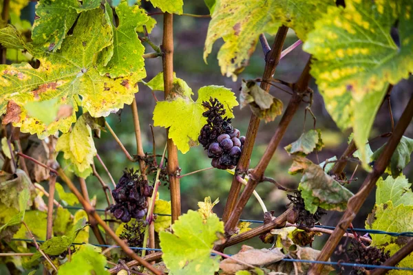 Detalhe de uvas de icewine em uma vinha durante o outono — Fotografia de Stock