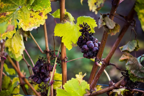 Detalhe de uvas de icewine em uma vinha durante o outono — Fotografia de Stock