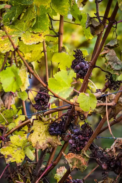 Detail of icewine grapes in a vineyard during autumn — Stock Photo, Image