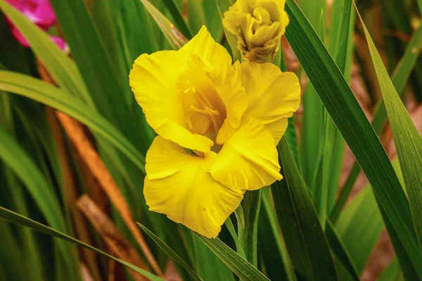 Gladiolus no campo de flores largo na luz do sol dourada — Fotografia de Stock