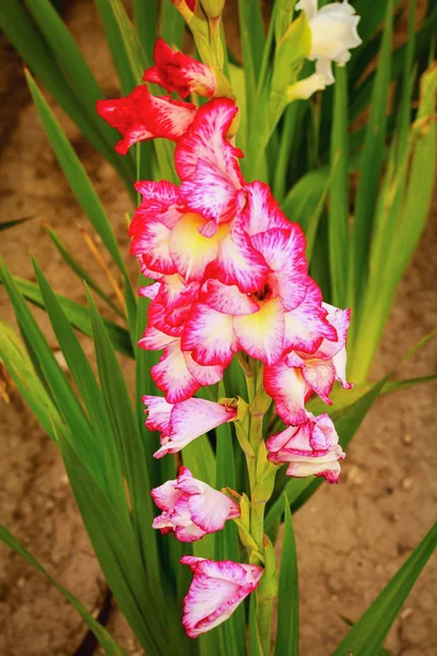 Gladiolus no campo de flores largo na luz do sol dourada — Fotografia de Stock