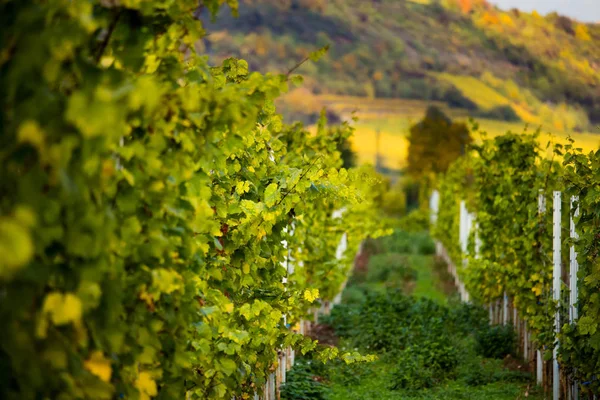 Vignobles jaunes romatiques en automne à Rheinhessen — Photo