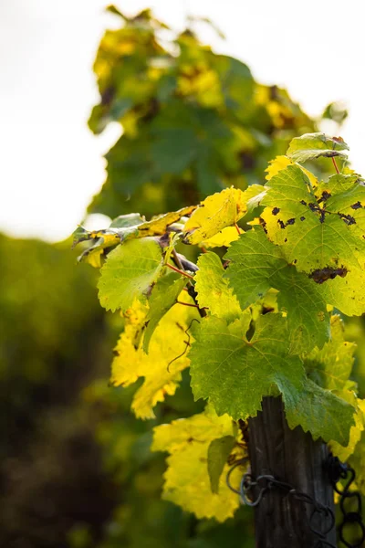 Romatic yellow vineyards during autumn in Rheinhessen — Stock Photo, Image