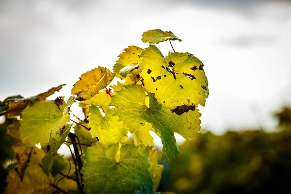 Romatic winnic żółty jesienią w Rheinhessen — Zdjęcie stockowe