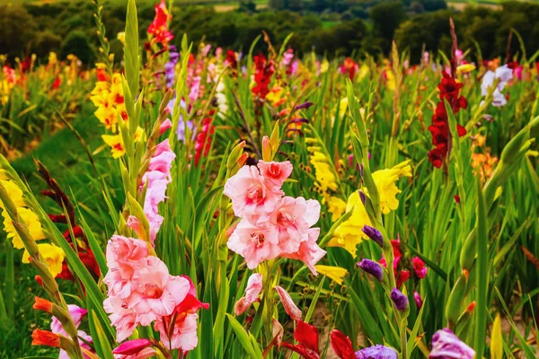 Gladiolus no campo de flores largo na luz do sol dourada — Fotografia de Stock