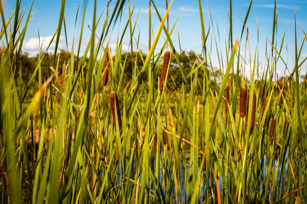 Schilfhalme vor blauem Himmel — Stockfoto