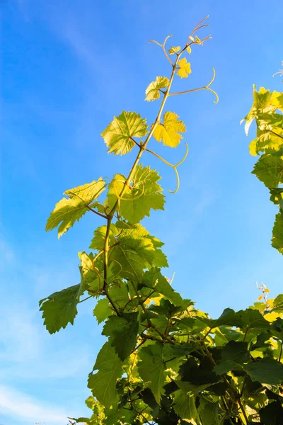 Närbild av vinstockar lämnar i solljus — Stockfoto