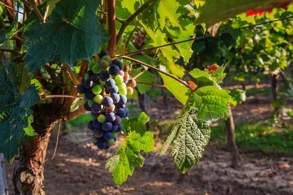 Close-ups de uvas em uma vinha — Fotografia de Stock