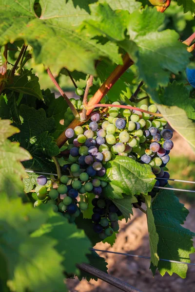 Close-ups of grapes in a vineyard — Stock Photo, Image